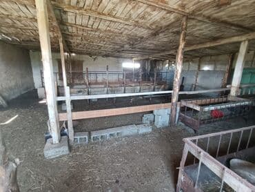 дом в районе кызыл аскер: Продаю Кошара, 600 соток, Действующий, С оборудованием, Электричество, Скважина — 18