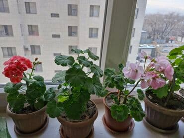 продам рассаду: Комнатные цветы — 9