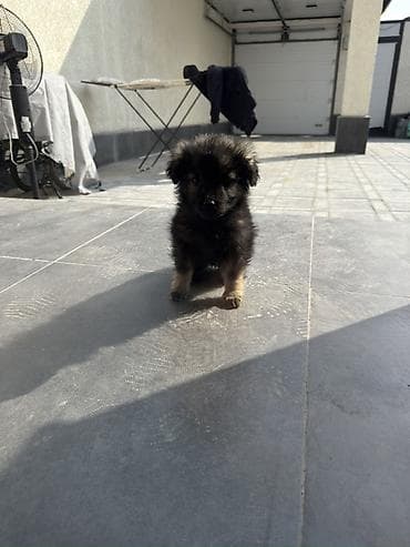 собачка маленькая: Отдадим даром. Щенок, пушистый и миниатюрный. Окрас: чёрный с — 2