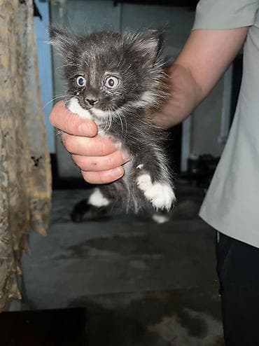 британский кошка: Ищем дом для котят 🐾 4 малыша 2,5 месяца: 2 девочки и 2 мальчика — 4