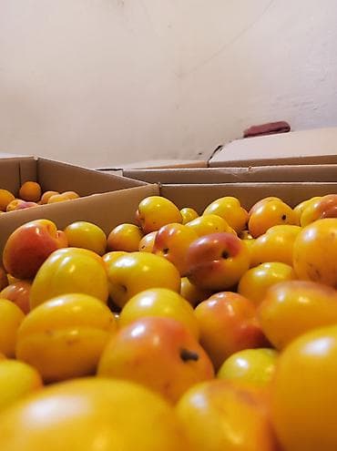 паста гойя: Өрүк медовый Өрүк кызыл - Сорт: медовый - Вкус: сочная — 2