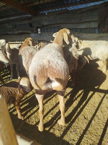 купить калифорнийского червя: Продаю | Овца (самка) | Для разведения | Матка — 2