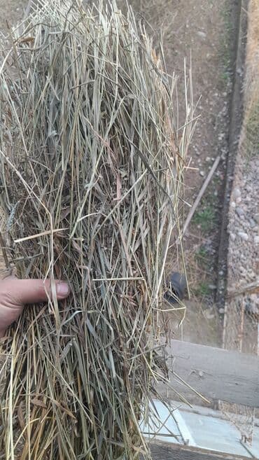 для кур несушек: Тоо чоп сатылат, 150 тук бар баасы 350сом. Район ж/м Ак-бата. номер — 2