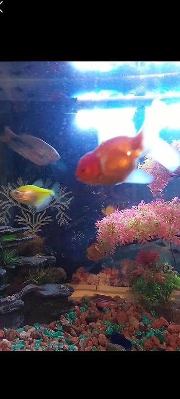 Ветеринар кызматы: Аквариум 80литр — 4