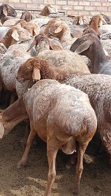 балык кумар: Продаю | Овца (самка) | Для разведения | Матка — 6