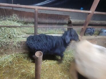 клетка для крыс: Продаю | Овца (самка) | Для разведения — 2