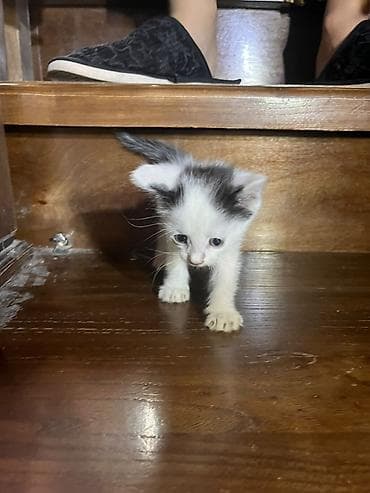 отдам кота даром: Кошка даром: Беспородная, 1 месяц, Девочка — 6