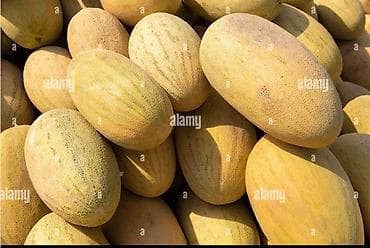 семена экспарцеп: Семена овощей: Огурцы, Самовывоз — 3