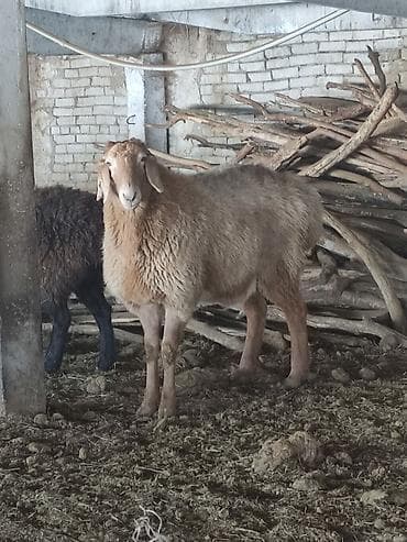 Продаю | Овца (самка) | Для разведения | Матка