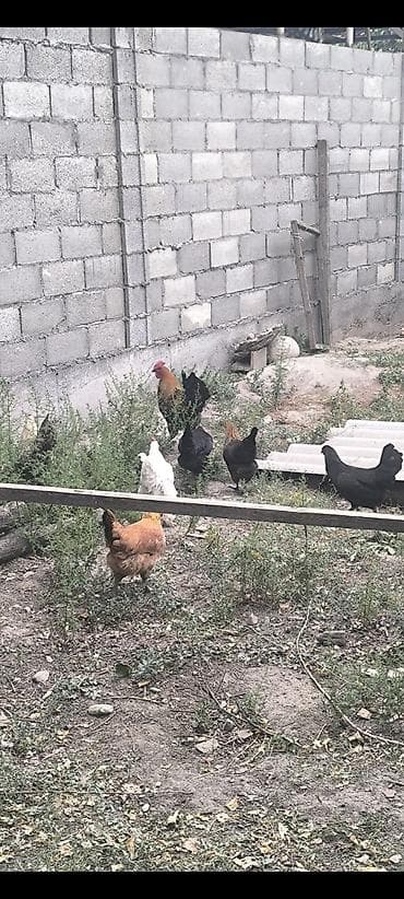 куры японские: Продаю | Куры | Домашняя | Для разведения — 8