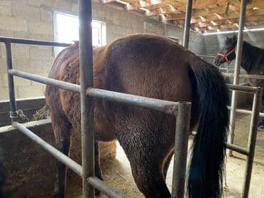 тук: Продаю | Конь (самец) | На забой, Рабочий — 3