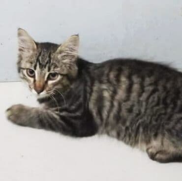 котёнок в добрые руки: Кошка даром: Беспородная, 3 месяца, Мальчик — 1