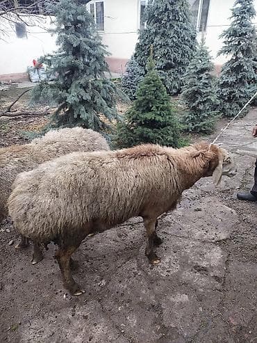 жаны асый: Сатам | Ургаачы кой (ургаачы) | Көбөйтүү үчүн — 5