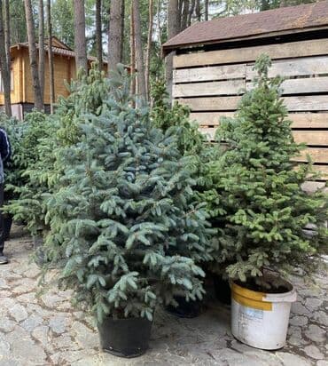 можевельник: Саженцы деревьев: Туи, Самовывоз, Платная доставка — 1