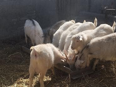 Кошки: Продаю | Козёл (самец) | Зааненская | На забой, Для разведения — 5