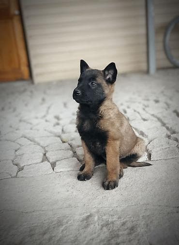 Бельгийская овчарка, 2 месяца, Самка, С прививкой, С родословной
