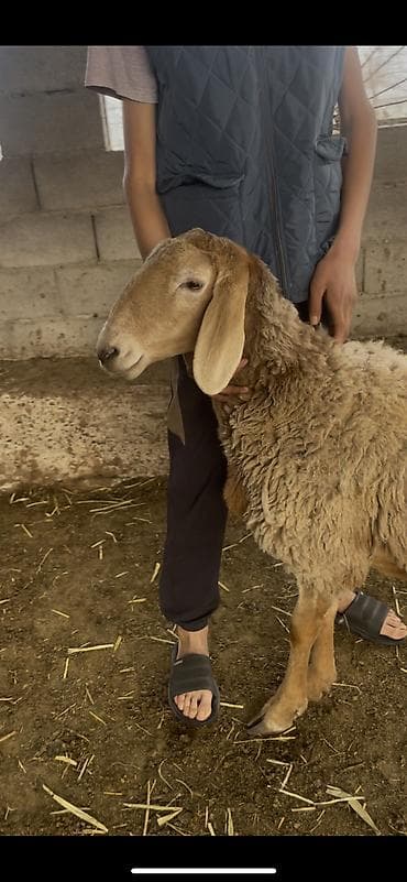 кролики фландр крол крольчата бабочка: Продаю | Овца (самка) | Арашан | Для разведения | Матка — 2