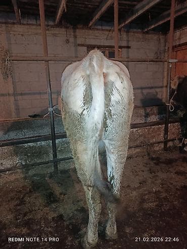 Аквариумы: Продаю | Тёлка | Швицкая | На откорм, На забой, Для разведения | Племенные, Привязанные — 10