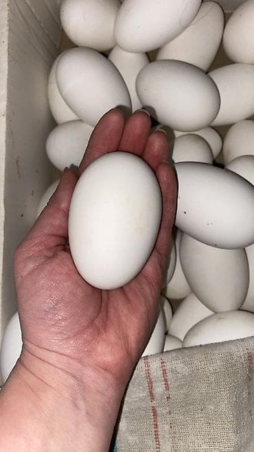 Утиные яйца, крупные белые - Свежие утиные яйца с толстой прочной