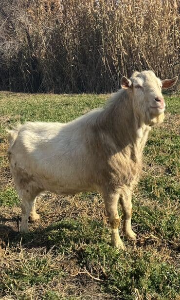 Продаю | Козёл (самец) | Зааненская | Для разведения | Осеменитель