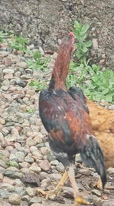 ангуз бука: Продаю | Петух | Бойцовая | Для разведения — 3