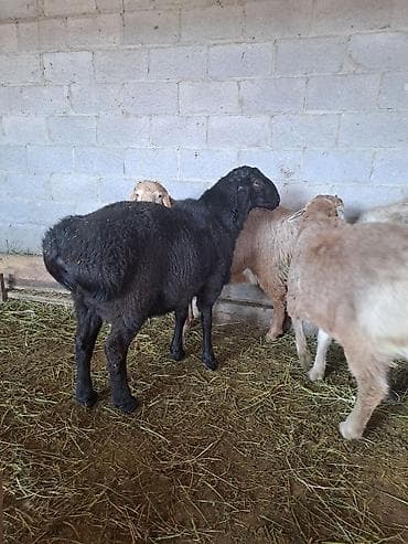 матка пчел: Продаю | Овца (самка) | Для разведения | Племенные — 3