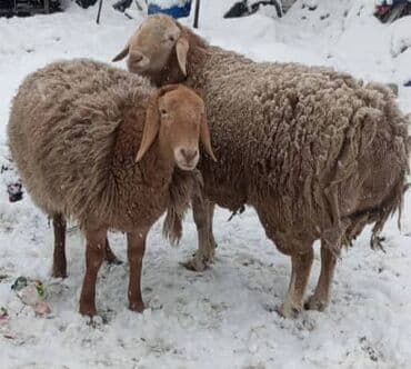 козу ачык бишкек: Сатам | Кочкор (эркек) | Арашан | Көбөйтүү үчүн — 2