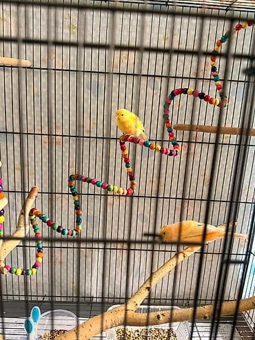 продаю птиц: Канарейки жёлтых окрасов Молодые кенары поющие Описание: - Птицы — 5