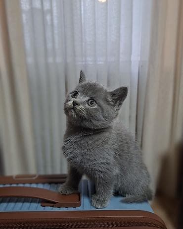 кошко: Скотиш Страйт (Шотландская прямоухая), 2 месяца, Мальчик, Голубой, Приучена к лотку, Проглистована — 4