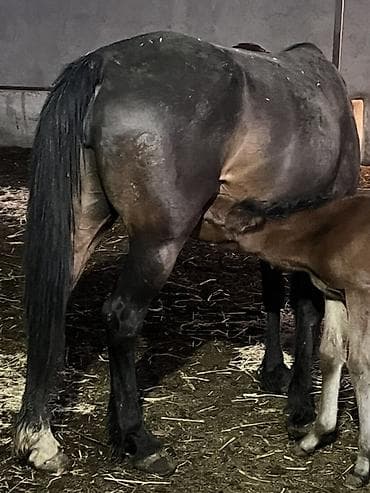 кобыла жеребая: Продаю | Кобыла (самка) | Для разведения | Племенные — 3