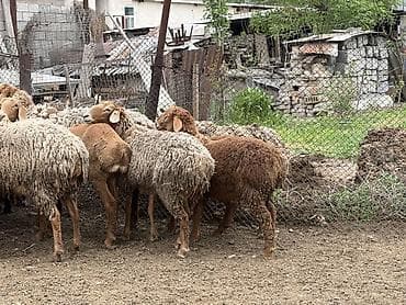 собаки авчарки: Продаю | Овца (самка) | Для разведения | Матка — 6