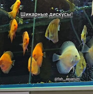 форель бишкек: Шикарные Дискусы! 
Дискус - аквариумная рыбка
цена: 0 — 2