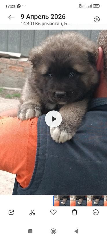 токмок собака: Тяньшанский медведь 🐻 открыто бронирование щенков кавказской — 3