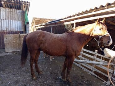 шагыл сокулук: Жылкылар, аттар — 1