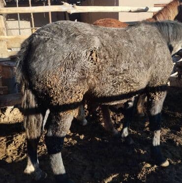 немецкая овчарка продажа: Продаю | Кобыла (самка) | На забой | Племенные — 2