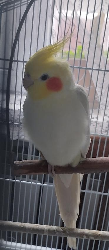 утка лалафа: Продаются две здоровые и ухоженные кореллы. 🐦 Описание птиц: 1 корелла — 9