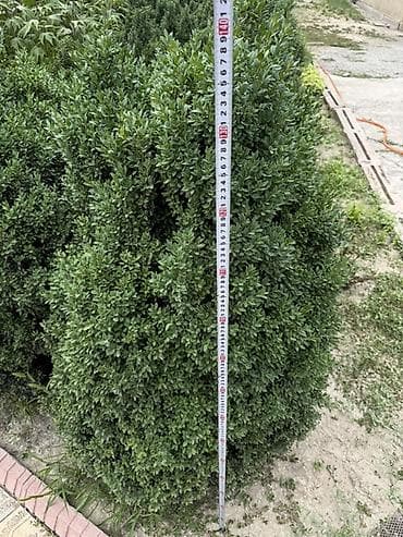 черный яшик: Самшит вечнозелёный (Buxus sempervirens) — взрослые кусты для живой — 4
