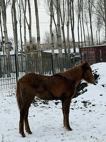 яблоко адама: Мал сойуп, бышырып тартабыз выезд, эт килограмм тартып беребиз — 2