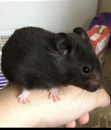 Хомяк сирийский, окрас — чёрный однотонный (self black). Крупный