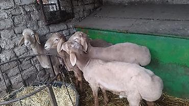 кролик самка: Продаю | Овца (самка) | На забой — 1