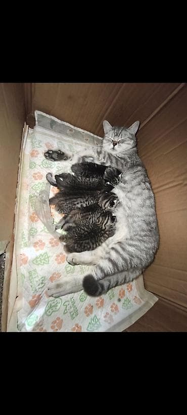 кошко: Полосатые котята от серебристой кошки - родились 13 апреля, 3 — 2