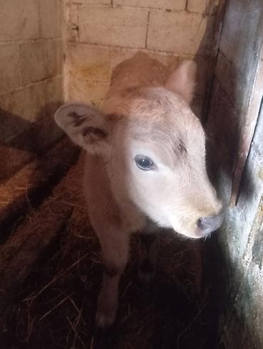 продаю жеребёнок: Продаю | Музоо, торпок | На откорм — 7