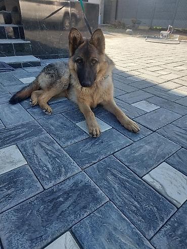 собаки доберманы: Немецкая овчарка, 7 месяцев, Самец, С прививкой — 2