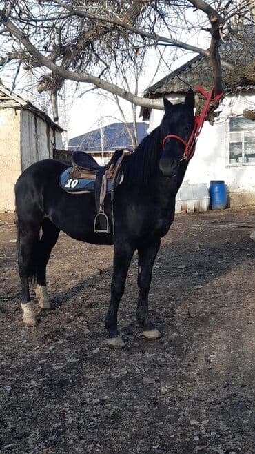 восточная ориентальная кошка: Продаю | Конь (самец) | Рабочий — 1