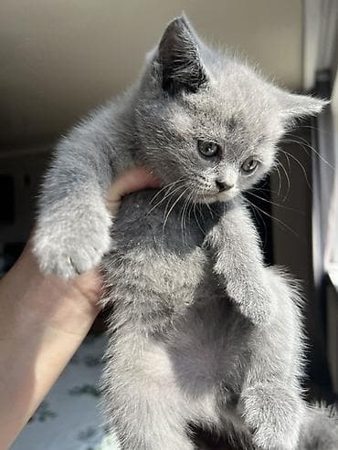 кошки в токмоке: Британская короткошёрстная, 2 месяца, Девочка, Голубой, Приучена к лотку — 1