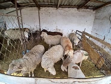 рыбка петушок: Продаю | Овца (самка) | Полукровка | Для разведения | Матка — 2