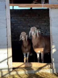 продажа щенков немецкой овчарки с документами в бишкеке: Сатам | Козу, Кочкор (эркек) | Арашан | Көбөйтүү үчүн | Асыл тукумдуу, Жасалма жол менен боозутуу — 2