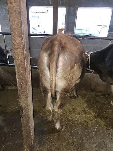 дончак ат: Продаю | Бык (самец) | На откорм | Привязанные — 4