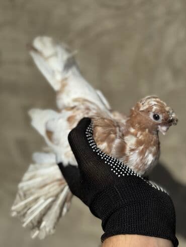 куры доминанты: Продаю | Петух — 2