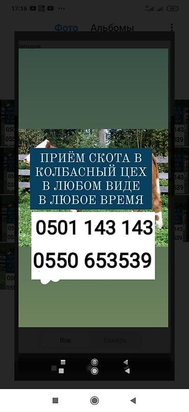 Частное лицо, Колбасный цех : Коровы, быки, Лошади, кони, Другие с/х животные, | Круглосуточно, Любое состояние, Забитый